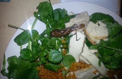 Locust in Salad