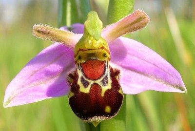 Laughing Bumble Bee Orchid