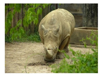 Western Black Rhino