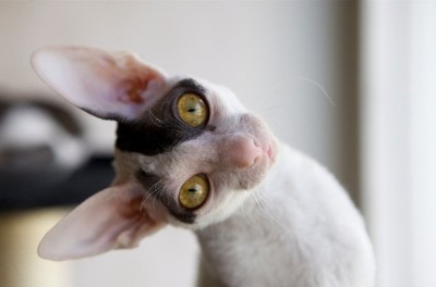 The Cornish Rex