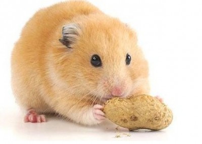 Hamster