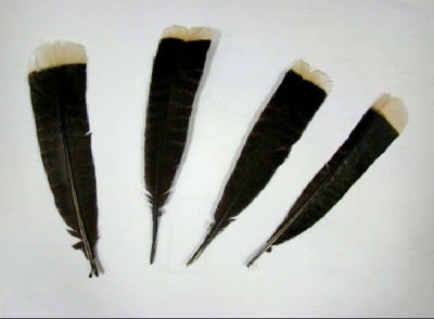 Feather: Extinct Huia Bird - $6787