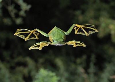 Flying frog