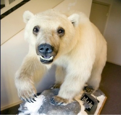 Grolar Bear