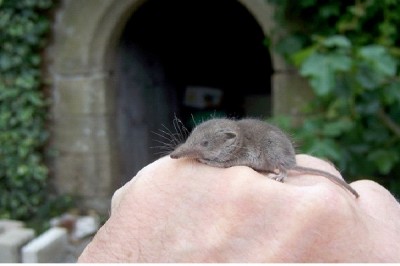 Estruscan Shrew