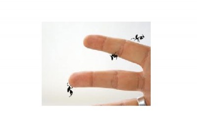 Praying Mantids