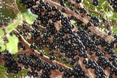 Jabuticaba