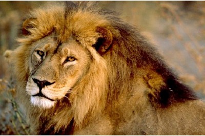 Lion - Extrovert, Intuitive, Thinking, Judging (ENTJ)