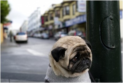 Lost Pug