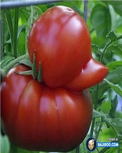 Duck tomato