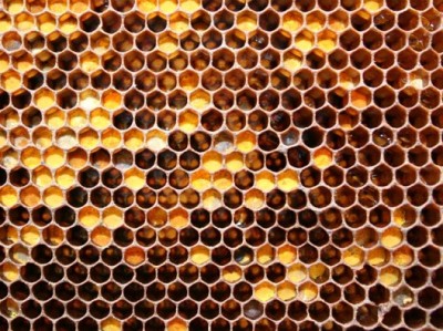 Honeycomb