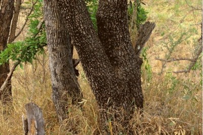 Leopard