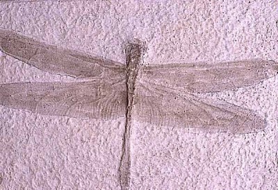 Giant dragonfly