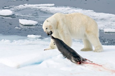 Ringed seal