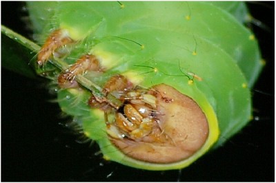 Caterpillar