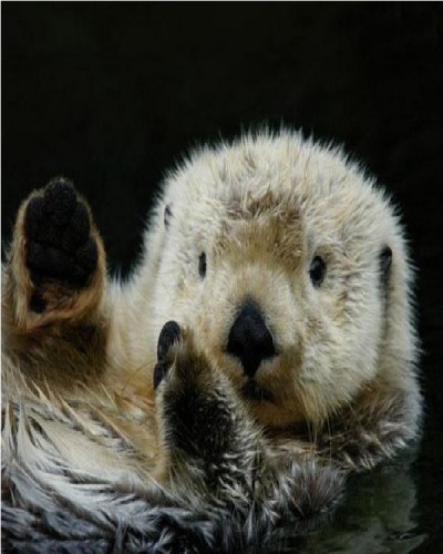 Sea Otter