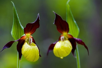 Yellow and Purple Lady Slippers (Cypripedium Calceolus)