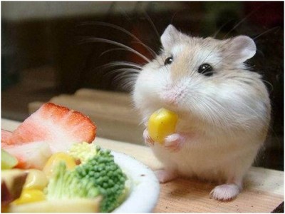 Tiny Hamster