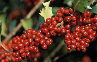 Berries