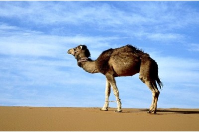 Pharmaceutical Camels