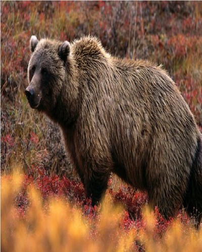 Grizzly bear