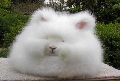 Angora rabbit
