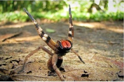 Brazilian Wandering Spider