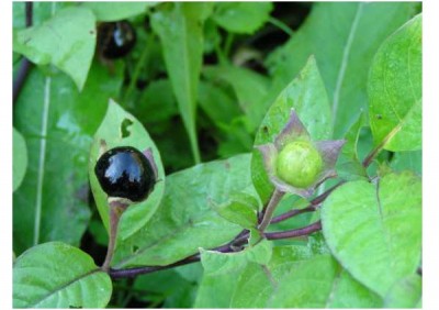 Belladonna