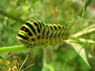 Caterpillar