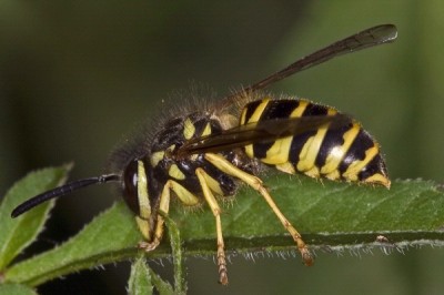 Yellow jackets