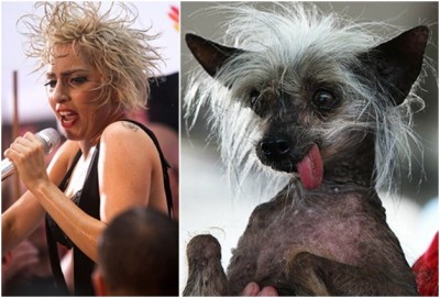 Lady Gaga and the Chinese Crested Dog