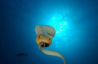 Olive sea snake