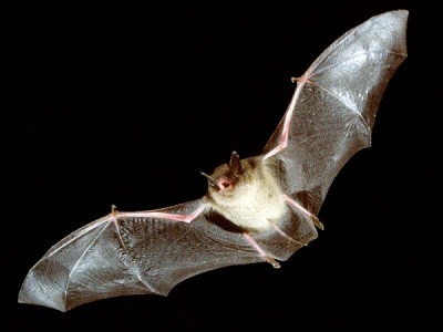 Bat