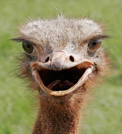 Ostrich