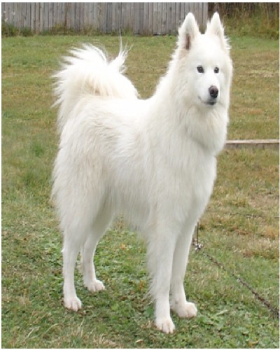 Samoyed