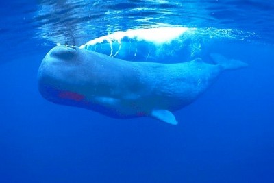 Sperm Whale