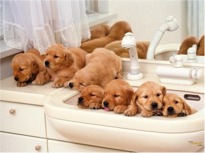 Bath Time Blitz