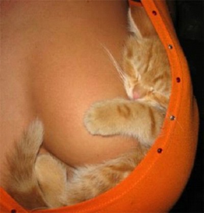 Squishy Kitty