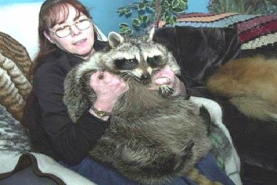 Bandit The Giant Raccoon