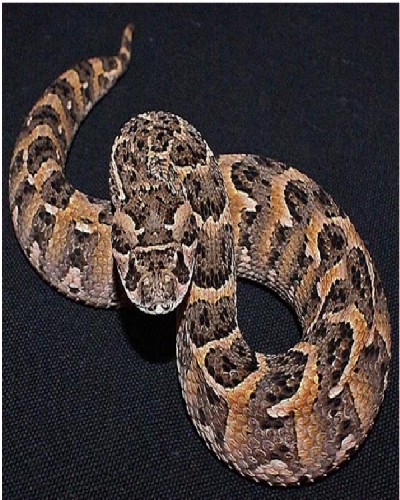 Bitis Arietans