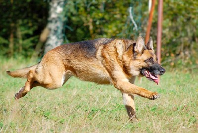 German Sheperd