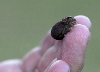 Cutest Baby Chameleons