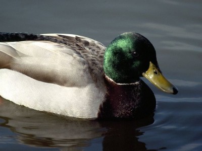 Duck