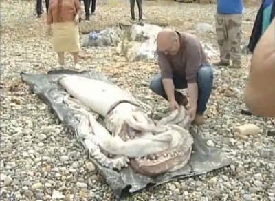Giant squid