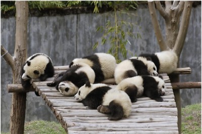 Giant Panda Cub Eyes