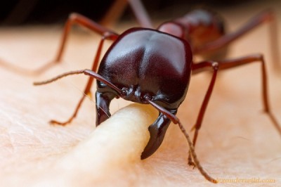 Siafu ants