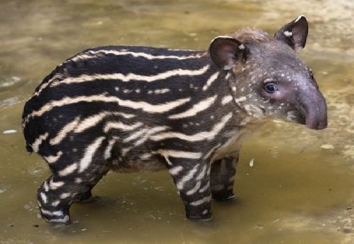 Tapir