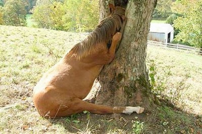 A horse in a tree