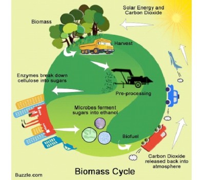 Biomass Power