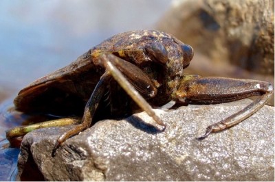 Giant Waterbug